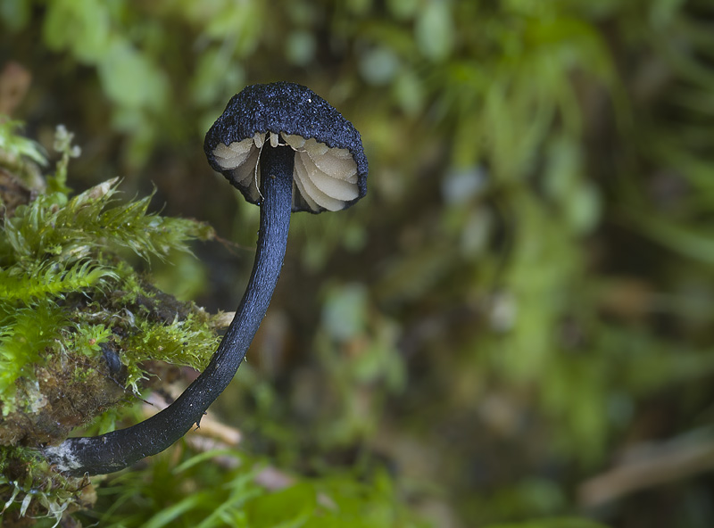 Entoloma chytrophilum